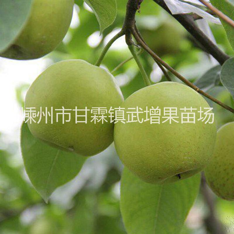 翠玉圖片/翠玉樣板圖 (4)