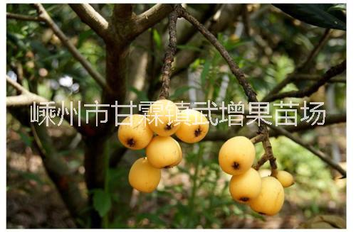 枇杷圖片/枇杷樣板圖 (2)