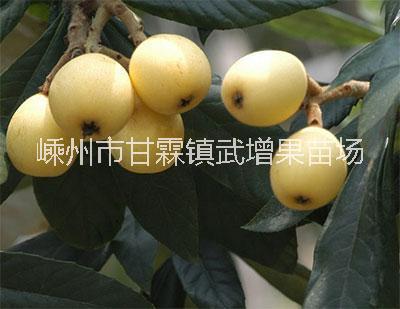 枇杷圖片/枇杷樣板圖 (3)