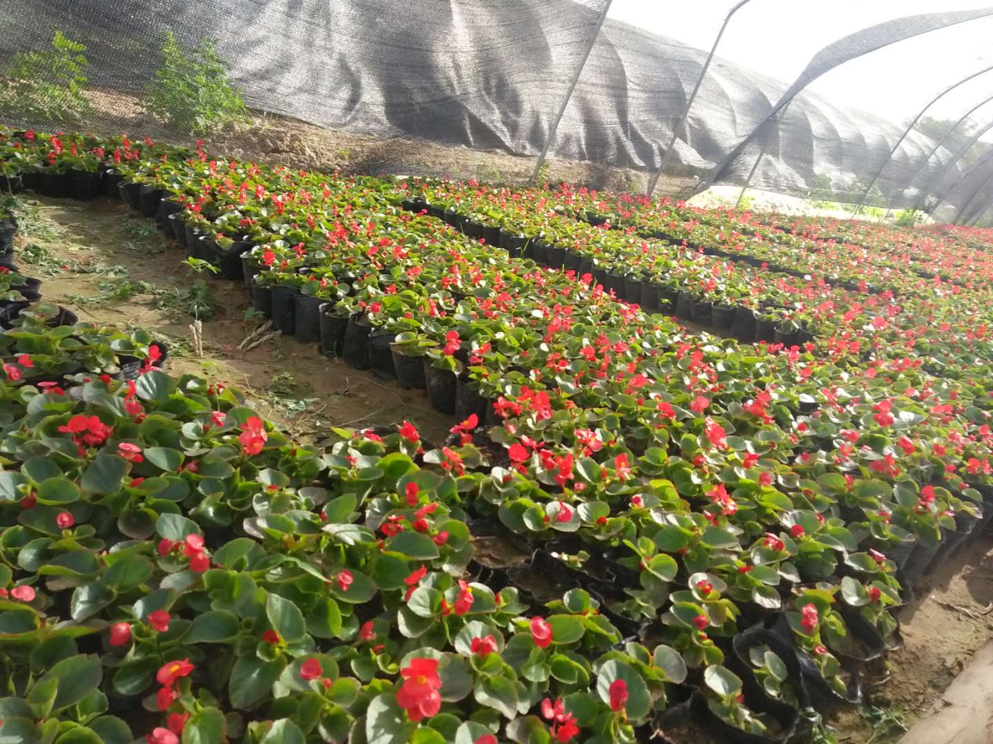 西安草花批發(fā)基地圖片