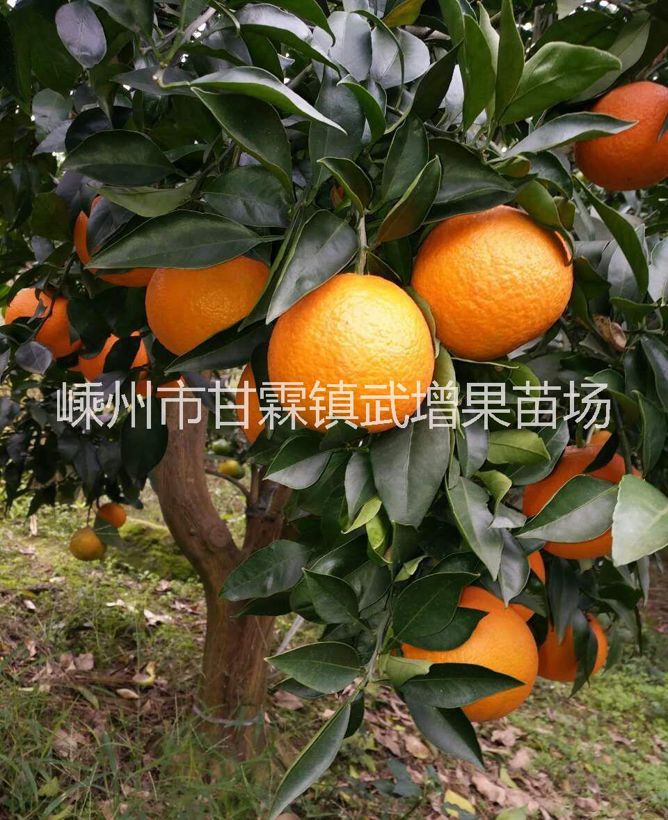 柑橘 紅美人柑橘苗零售 嵊州紅美人柑橘苗供應(yīng)商 嵊州紅美人柑橘苗聯(lián)系方式