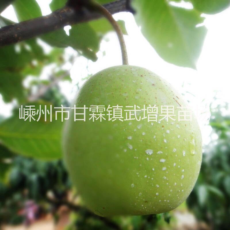 翠玉圖片/翠玉樣板圖 (3)