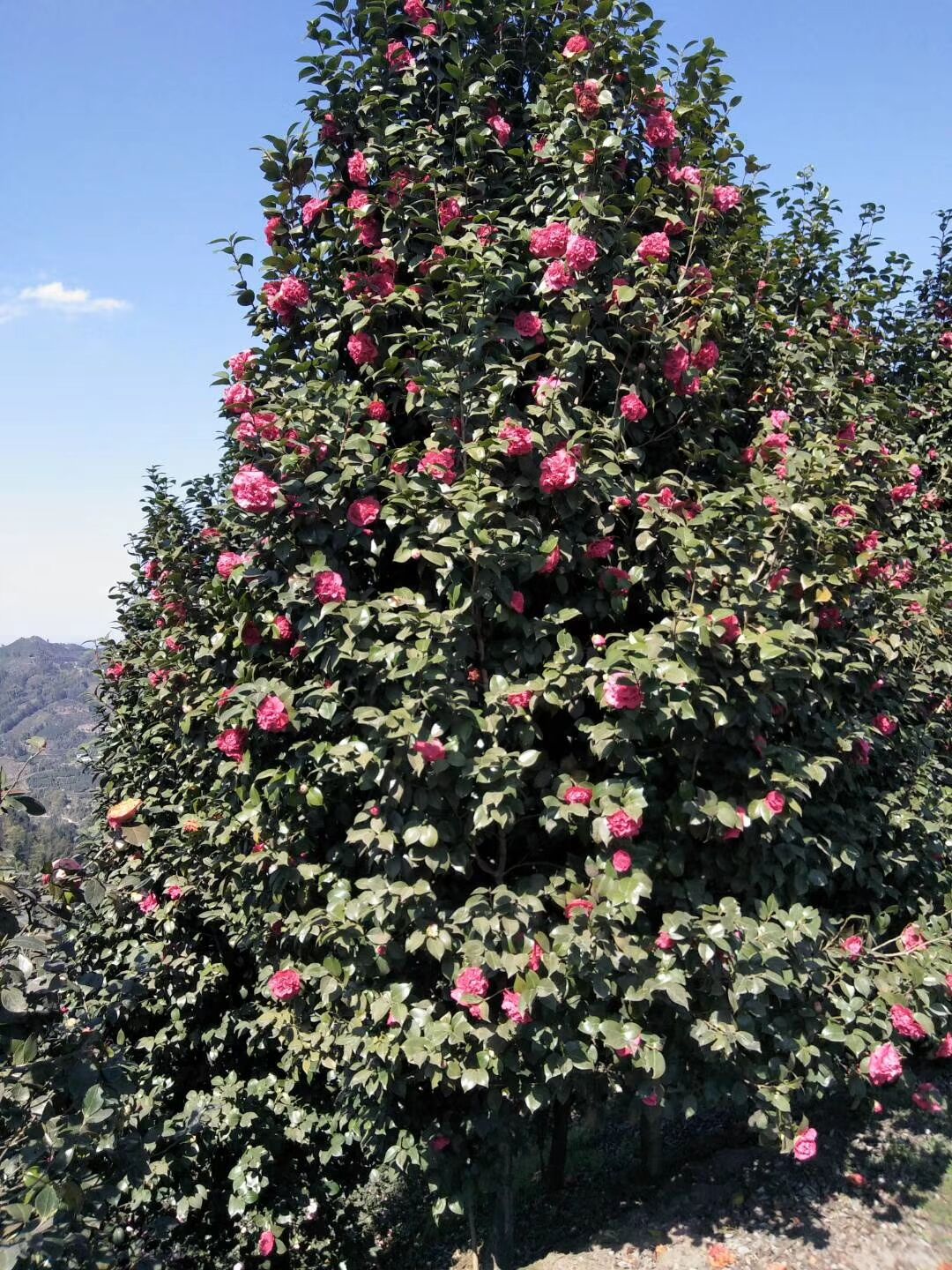 茶花苗圖片/茶花苗樣板圖 (1)