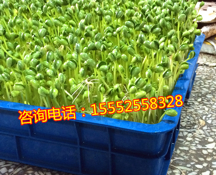 河南全自动芽苗菜机  芽苗菜机器河南全自动芽苗菜机  芽苗菜机器 芽苗菜种植设备