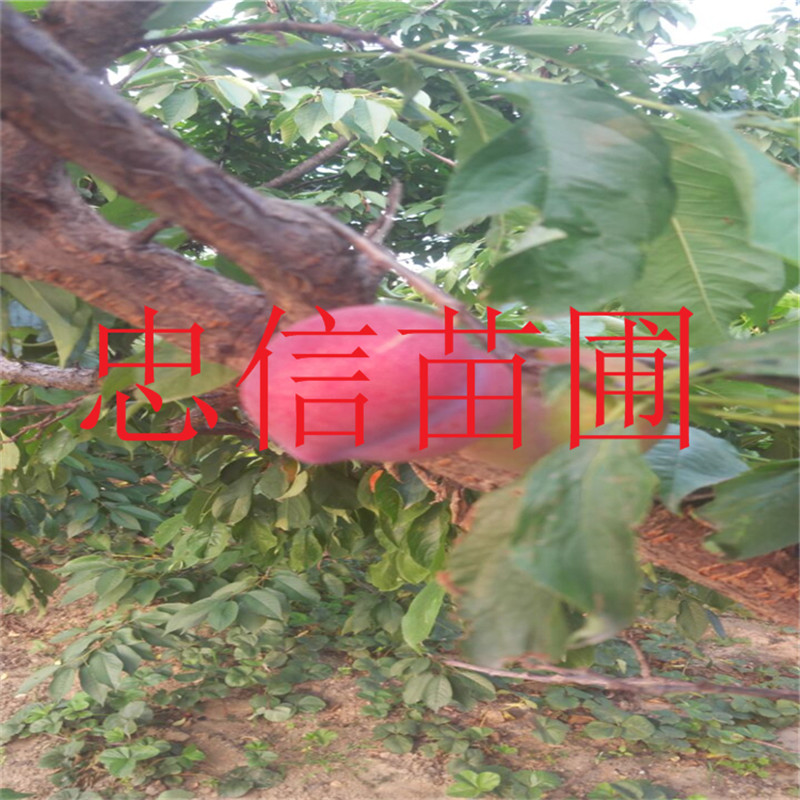脆紅李子苗圖片