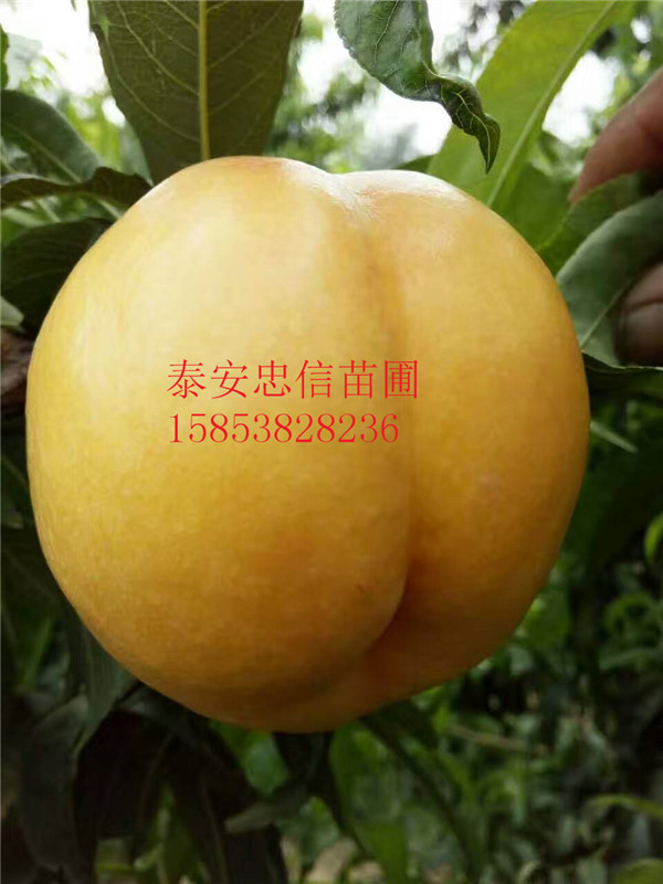 黃桃苗圖片/黃桃苗樣板圖 (3)
