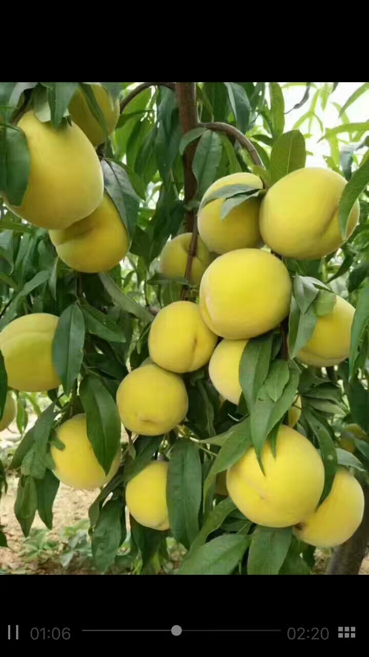 黃桃苗圖片/黃桃苗樣板圖 (4)