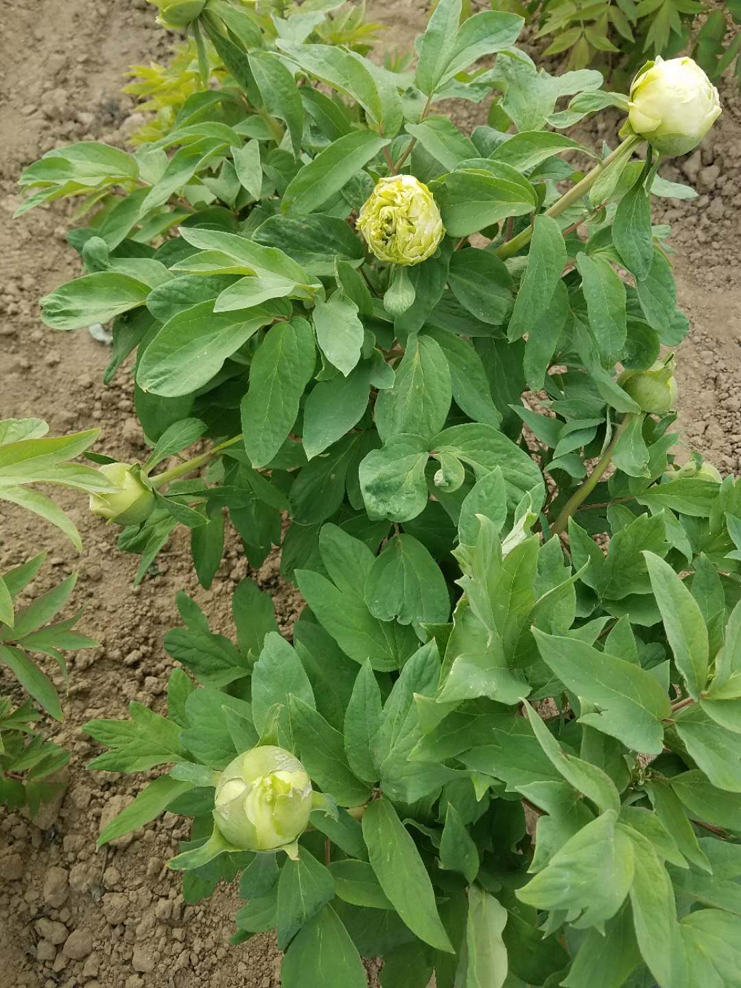 牡丹批發(fā)價(jià)格、觀賞牡丹種植基地圖片