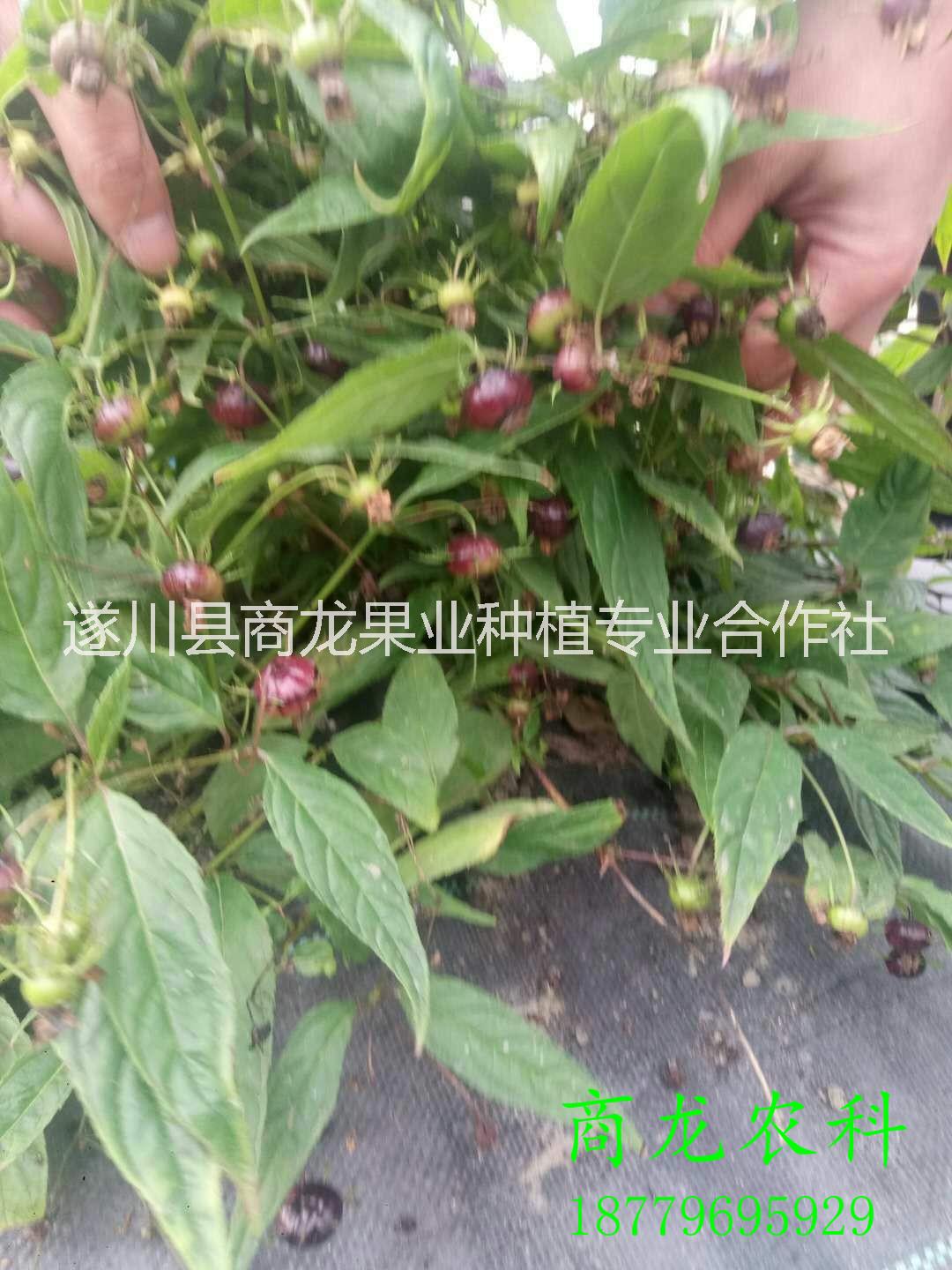 蜘蛛果圖片/蜘蛛果樣板圖 (3)