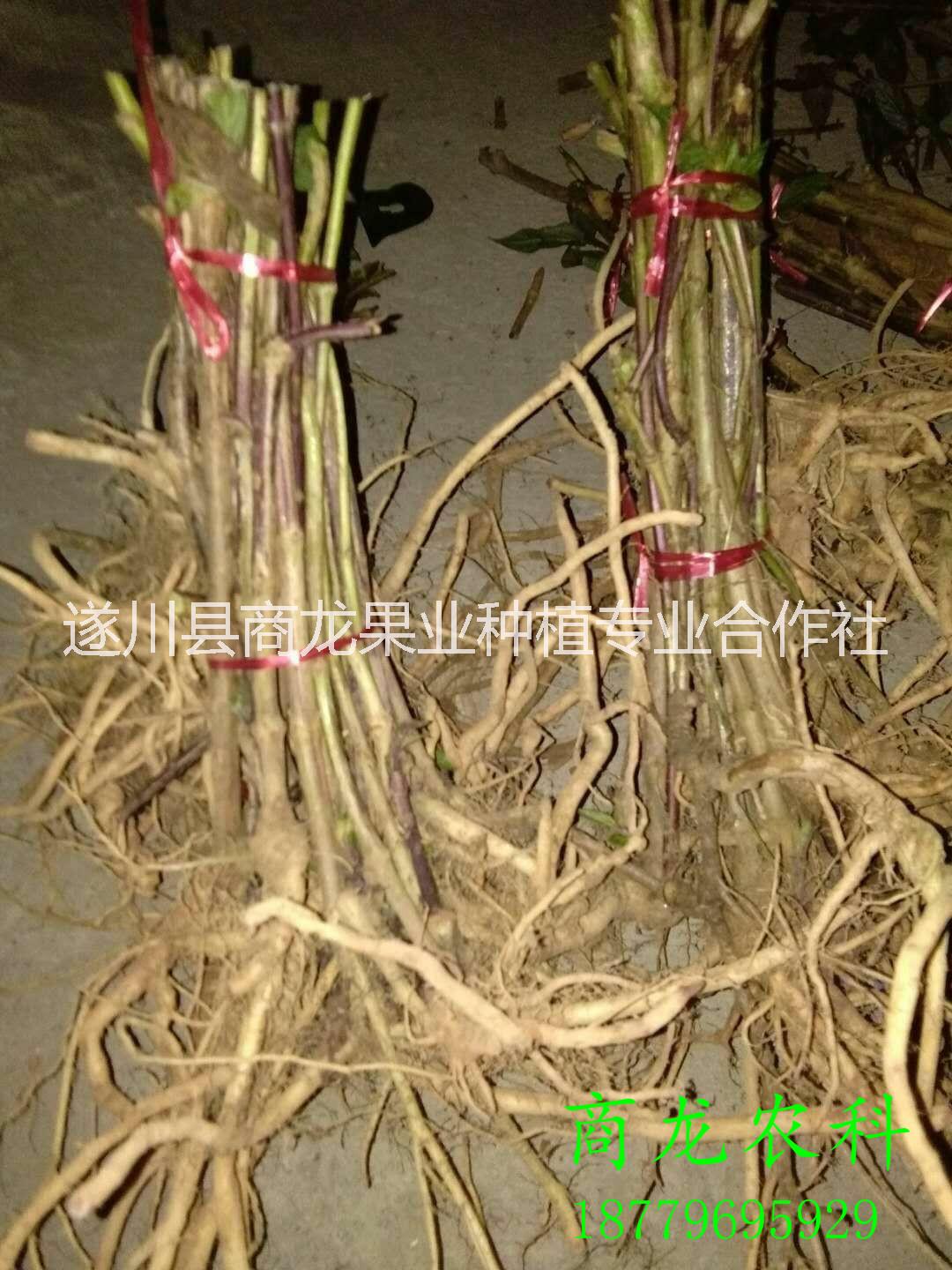 蜘蛛果圖片/蜘蛛果樣板圖 (4)