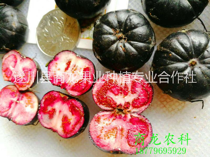 供應(yīng)2018新寵蜘蛛果種苗