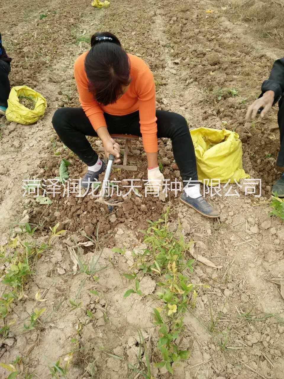 半夏種圖片/半夏種樣板圖 (4)