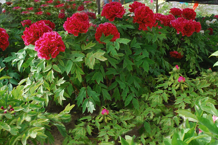 牡丹圖片/牡丹樣板圖 (3)