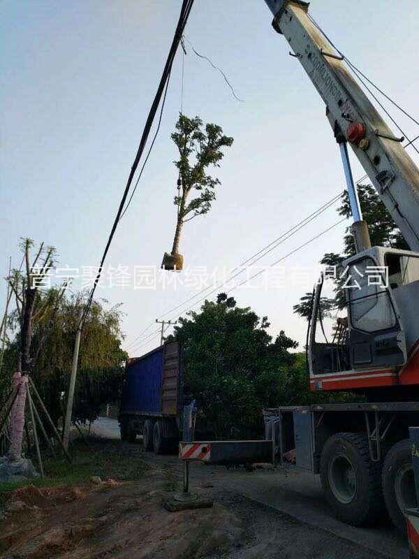 骨架A货秋枫20-22公分_骨架A货秋枫基地直销_骨架A货秋枫产地供应_骨架A货秋枫批发价格图片