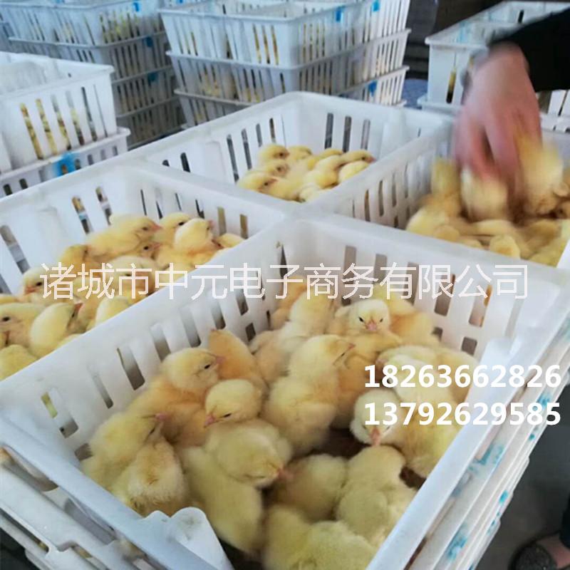 雏鸡筐小鸡筐鸡苗运输筐纯原料苗筐 纯原料雏鸡筐小鸡筐鸡苗运输筐