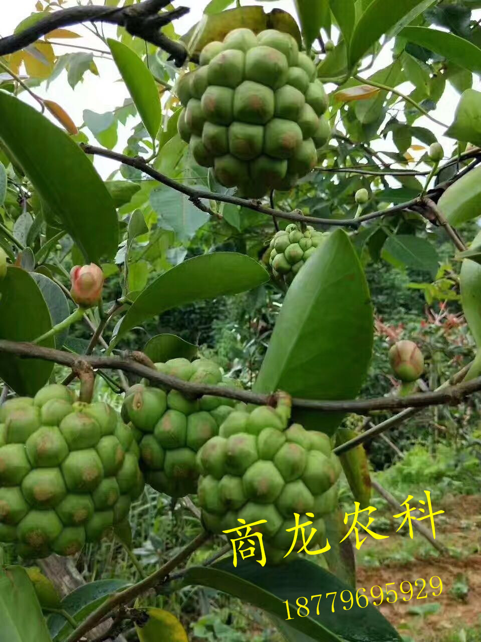 特色水果布福娜圖片/特色水果布福娜樣板圖 (3)