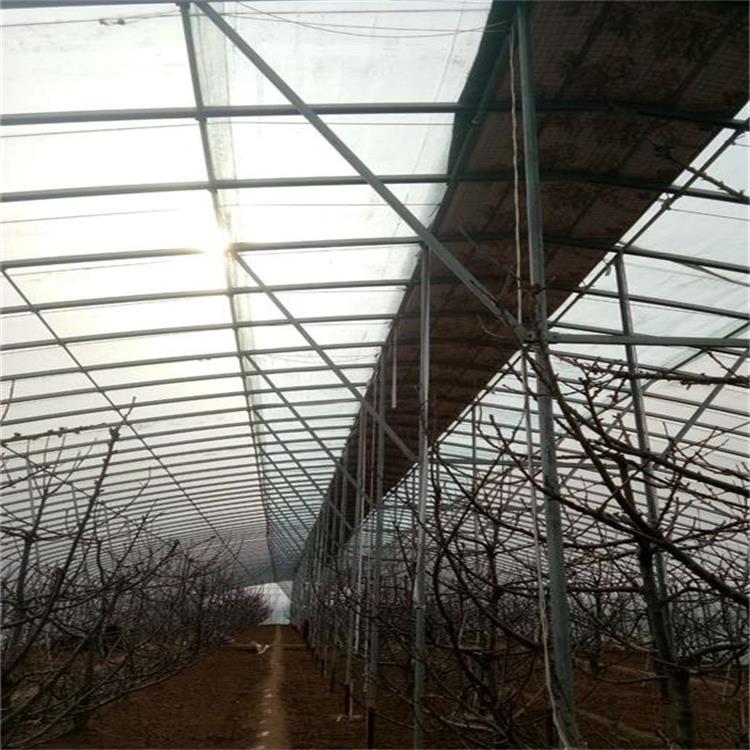 櫻桃大棚建設(shè)圖片/櫻桃大棚建設(shè)樣板圖 (2)