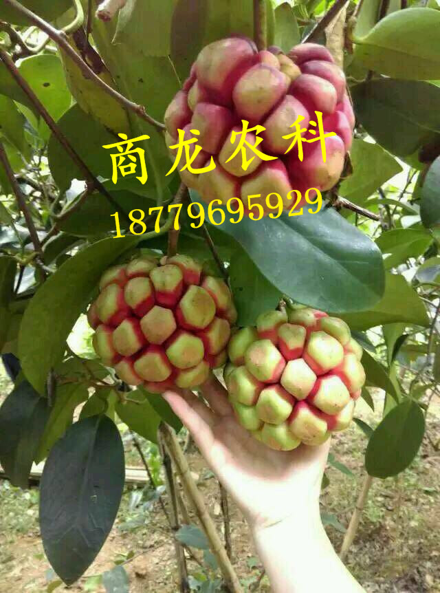 特色水果布福娜圖片/特色水果布福娜樣板圖 (4)