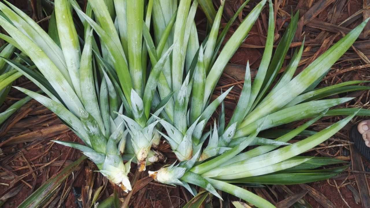 西瓜鳳梨苗 菠蘿苗 大個頭菠蘿圖片