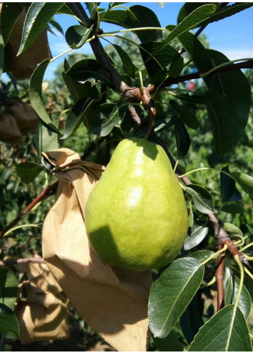 秋月丑梨基地圖片