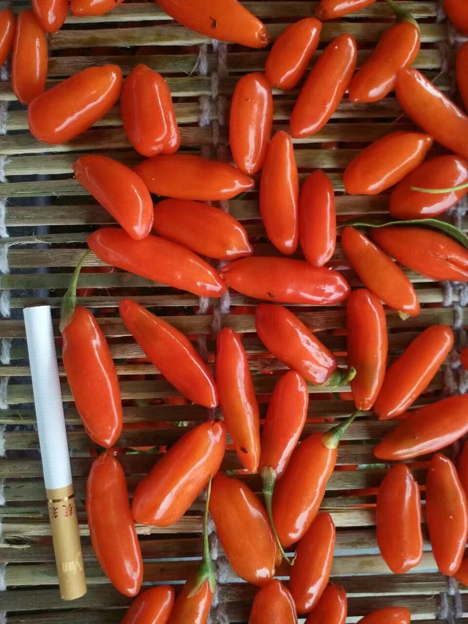 寧夏7號枸杞苗批發(fā)銷售圖片/寧夏7號枸杞苗批發(fā)銷售樣板圖 (3)