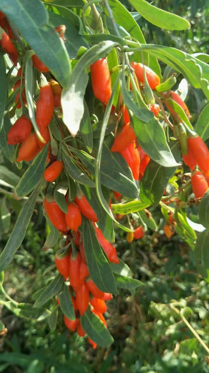 科杞608枸杞苗銷售批發(fā)圖片/科杞608枸杞苗銷售批發(fā)樣板圖 (2)