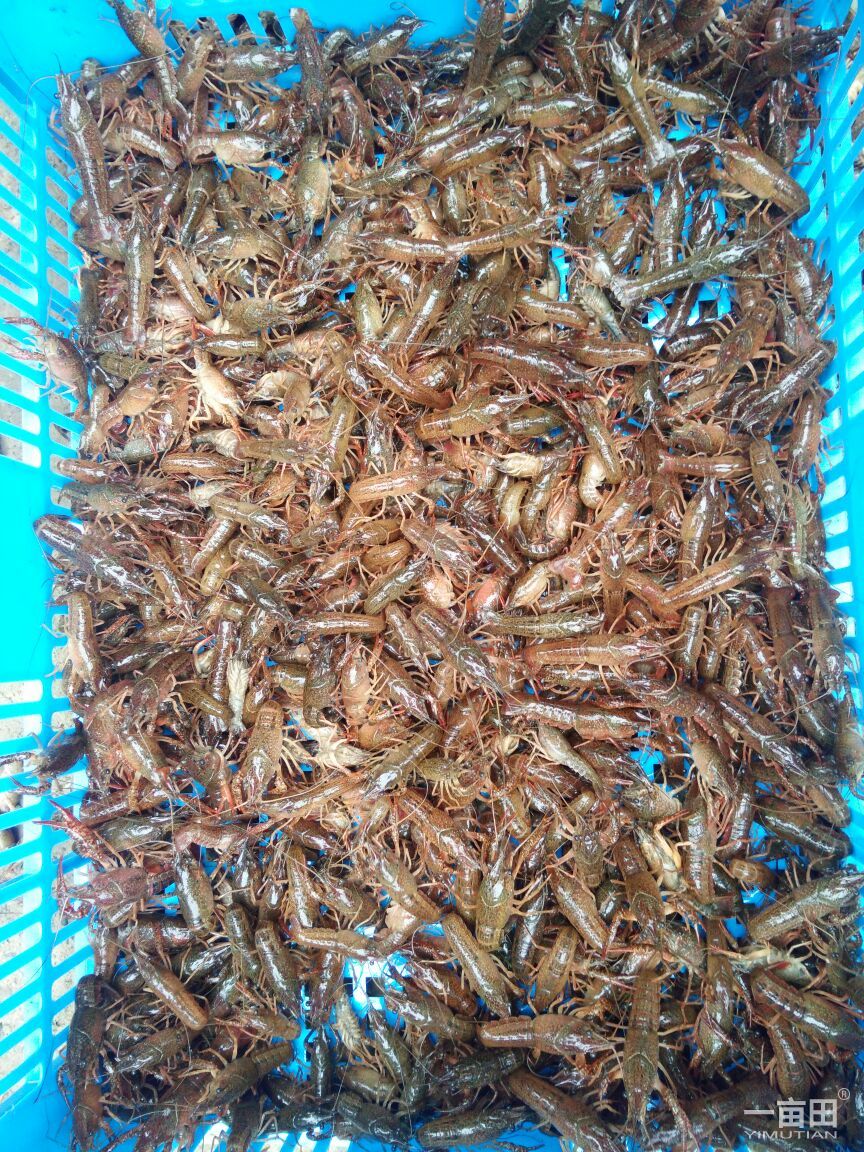 小龍蝦圖片/小龍蝦樣板圖 (3)