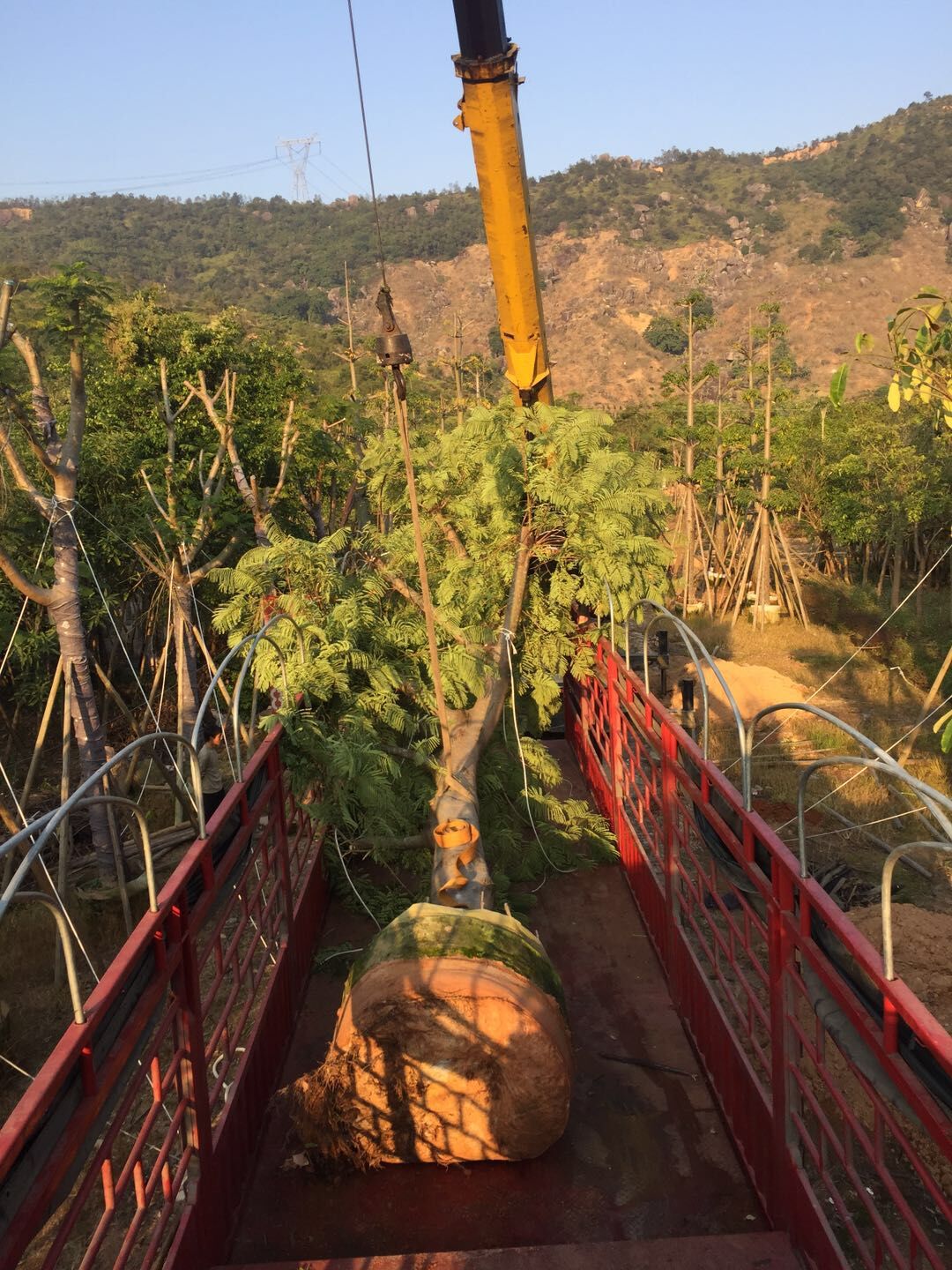 凤凰木凤凰木_凤凰木种植基地_凤凰木基地直销_凤凰木批发价格_揭阳普宁凤凰木哪家好价格便宜