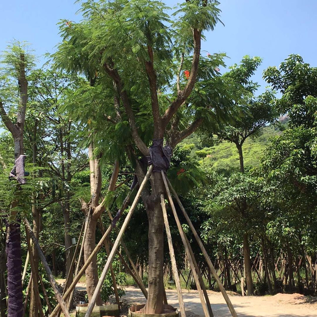 鳳凰木圖片/鳳凰木樣板圖 (2)