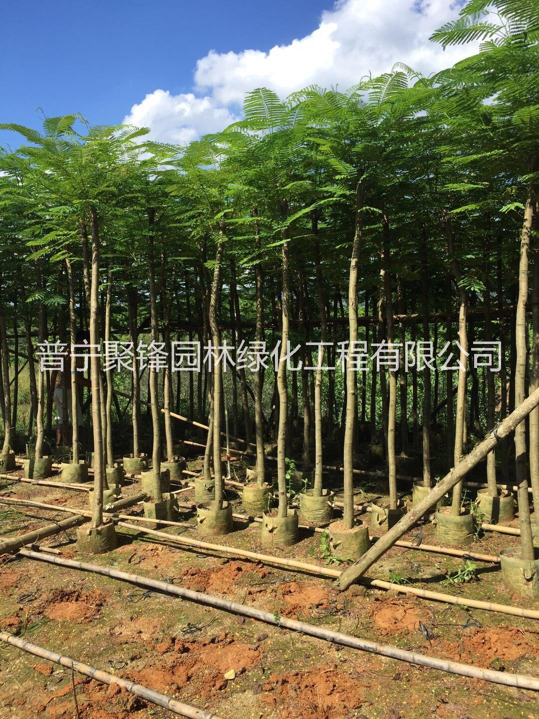 凤凰木A货光杆8图片