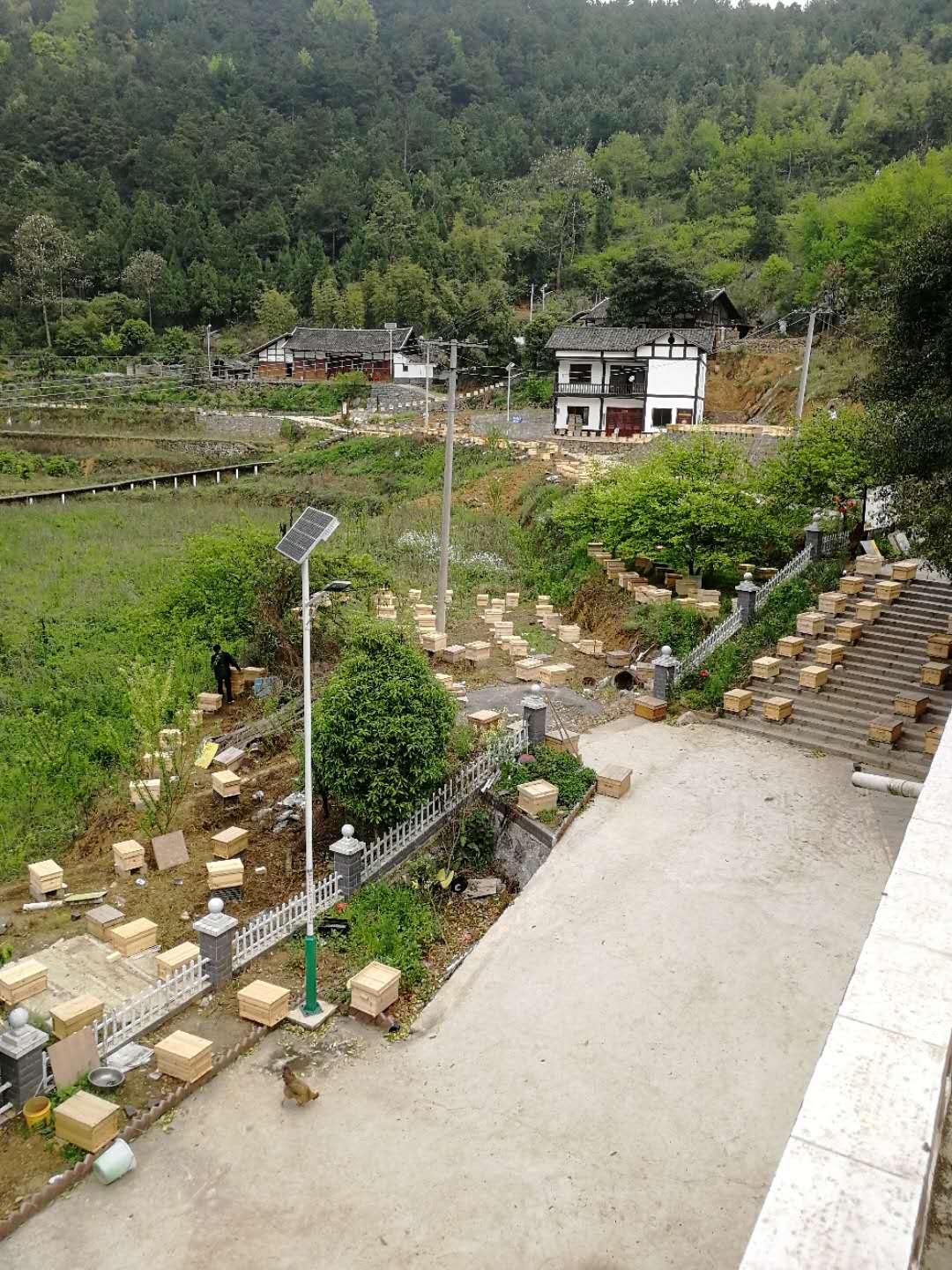 贵州毕节 毕节蜜蜂中蜂群出售  毕节养蜂基地  毕节养蜂场批发   毕节养蜂技术培训 毕节蜂群出售供应图片