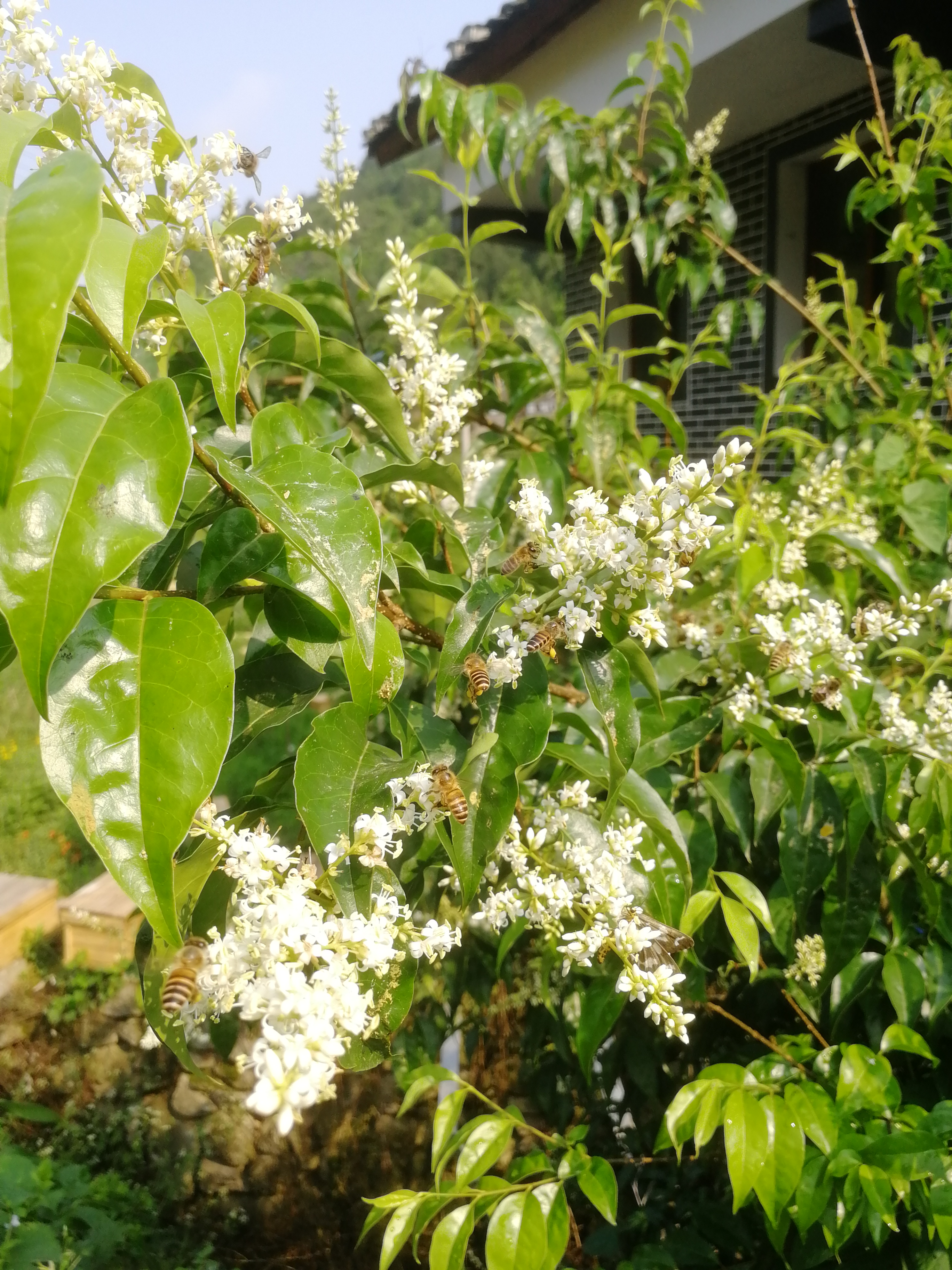 遵义市贵州蜜蜂蜂群出售厂家贵州蜜蜂中蜂群出售 贵州蜜蜂蜂群出售价格 贵州中蜂群出售基地 贵州蜜蜂中蜂群出售厂家 贵州蜜蜂蜂群出售