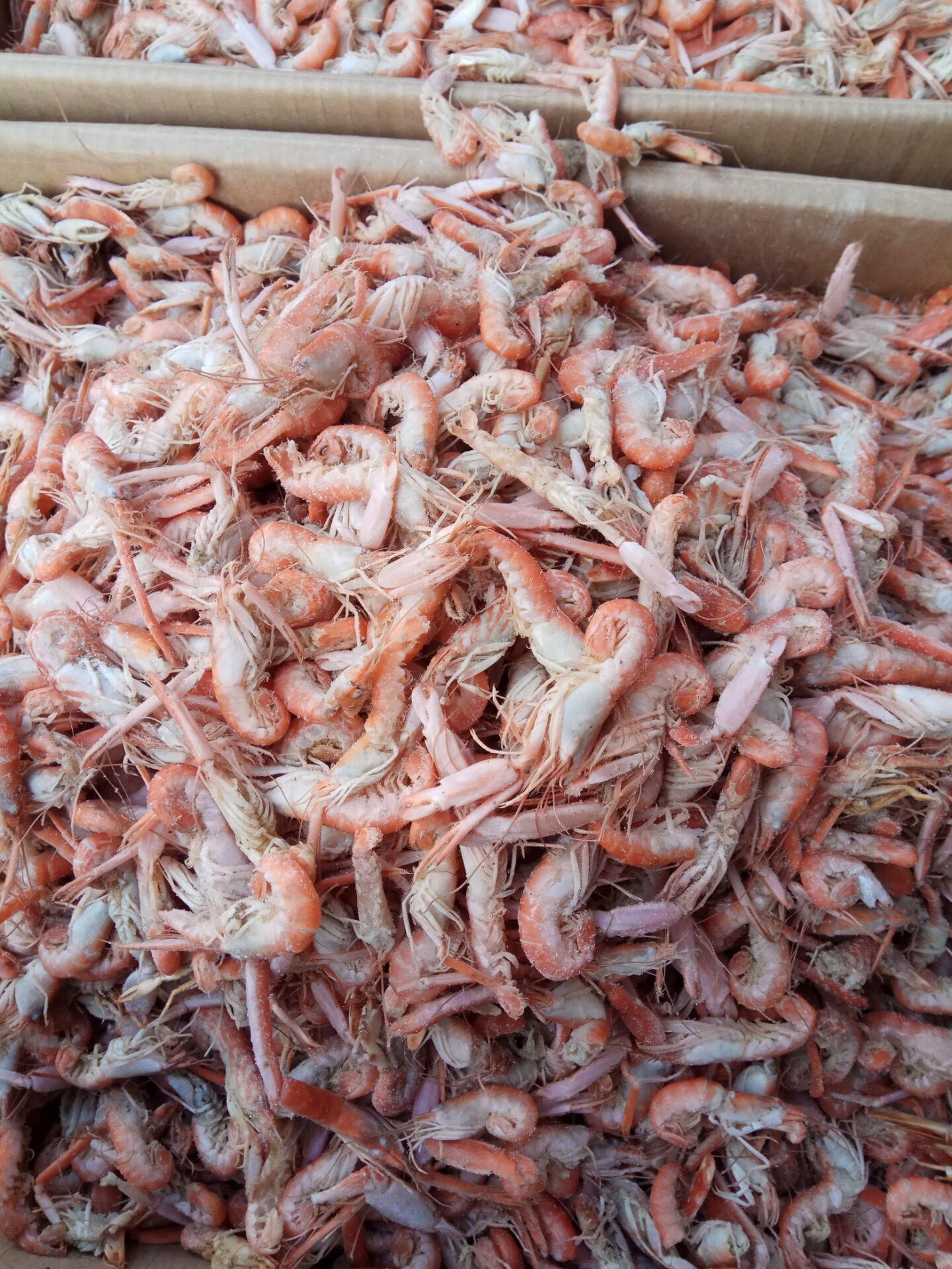 狗蝦。爪蝦。圖片/狗蝦。爪蝦。樣板圖 (3)