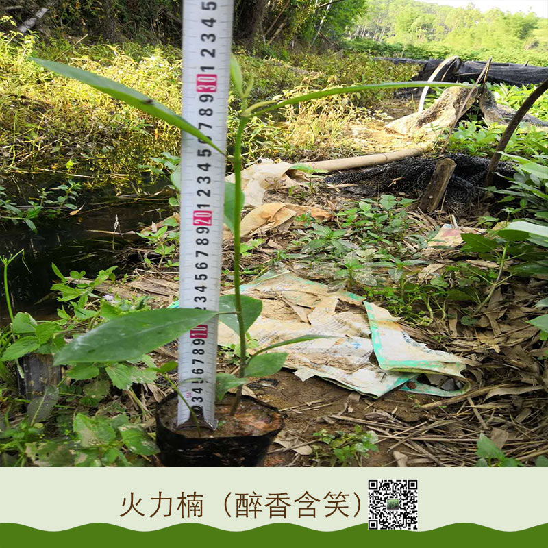 火力楠 醉香含笑圖片/火力楠 醉香含笑樣板圖 (3)