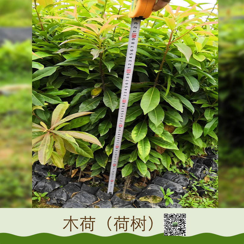 木荷圖片/木荷樣板圖 (3)