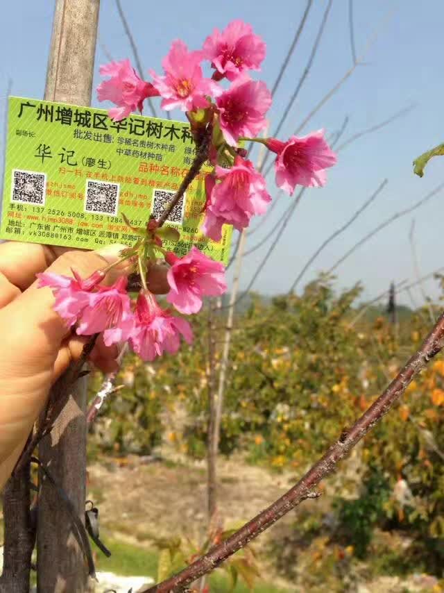 櫻花苗圖片/櫻花苗樣板圖 (2)