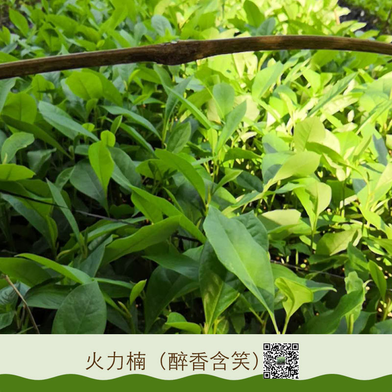 火力楠 醉香含笑圖片/火力楠 醉香含笑樣板圖 (4)