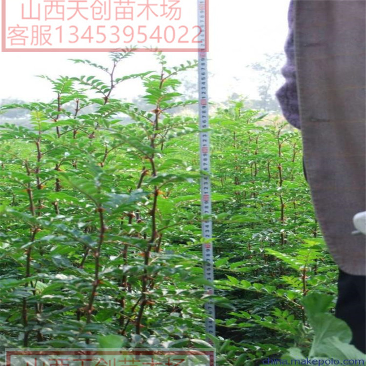 大紅袍花椒苗圖片/大紅袍花椒苗樣板圖 (2)