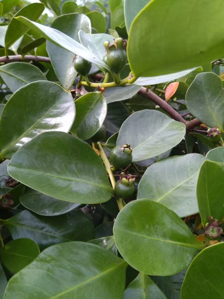 巴西草莓石榴种植基地 哪里有巴西草莓石榴苗 巴西草莓石榴苗报价图片