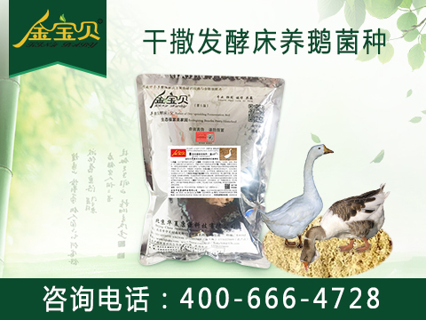 發(fā)酵床養(yǎng)鵝菌種圖片/發(fā)酵床養(yǎng)鵝菌種樣板圖 (1)