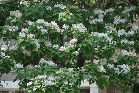 保定供應(yīng)楸樹樹苗，價(jià)格實(shí)惠圖片/保定供應(yīng)楸樹樹苗，價(jià)格實(shí)惠樣板圖 (1)