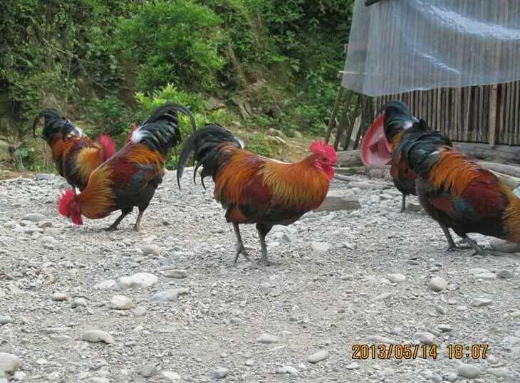 本地土雞苗圖片/本地土雞苗樣板圖 (4)