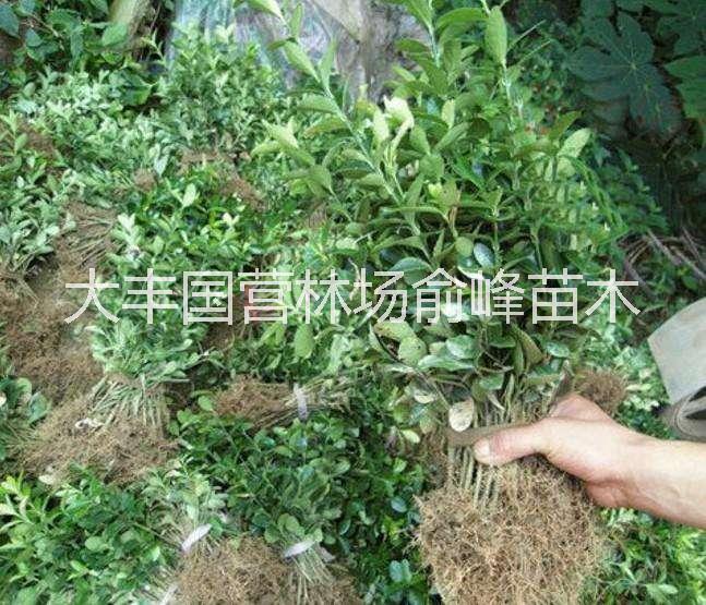 大葉黃楊圖片/大葉黃楊樣板圖 (2)
