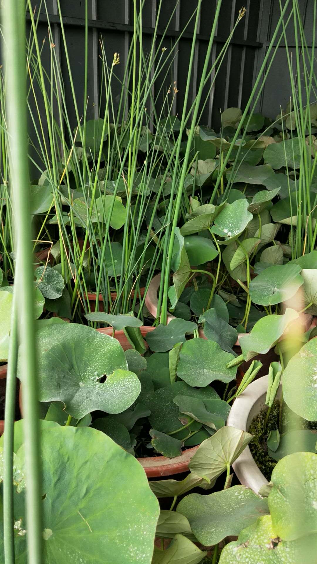 水生植物水葱供应西安水生植物基地图片