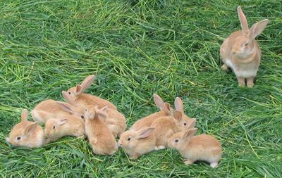 虎皮黃圖片/虎皮黃樣板圖 (3)