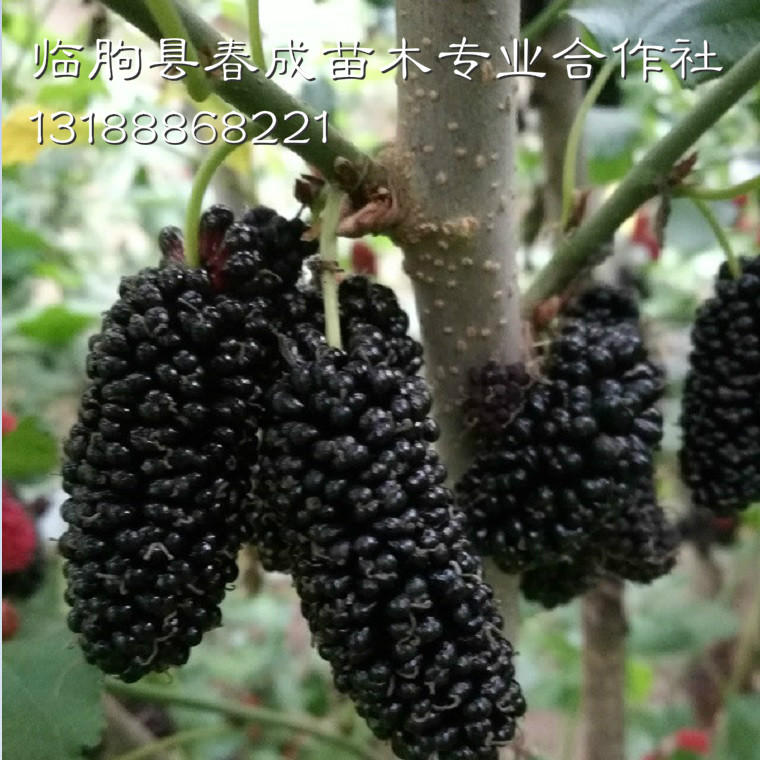 果桑（桑葚）白果病怎么防治圖片/果桑（桑葚）白果病怎么防治樣板圖 (2)