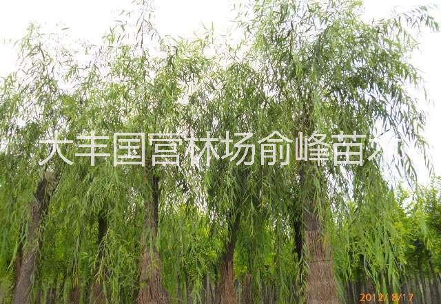 垂柳苗圖片/垂柳苗樣板圖 (3)