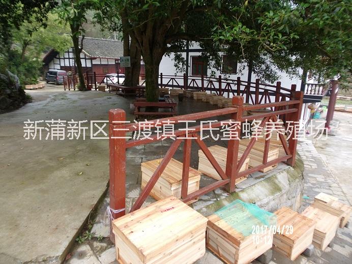 遵義中蜂蜂群圖片/遵義中蜂蜂群樣板圖 (2)