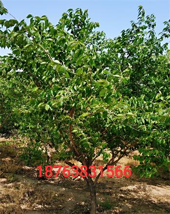 山東金銀木基地 金銀木批發(fā) 金銀木供應(yīng)商