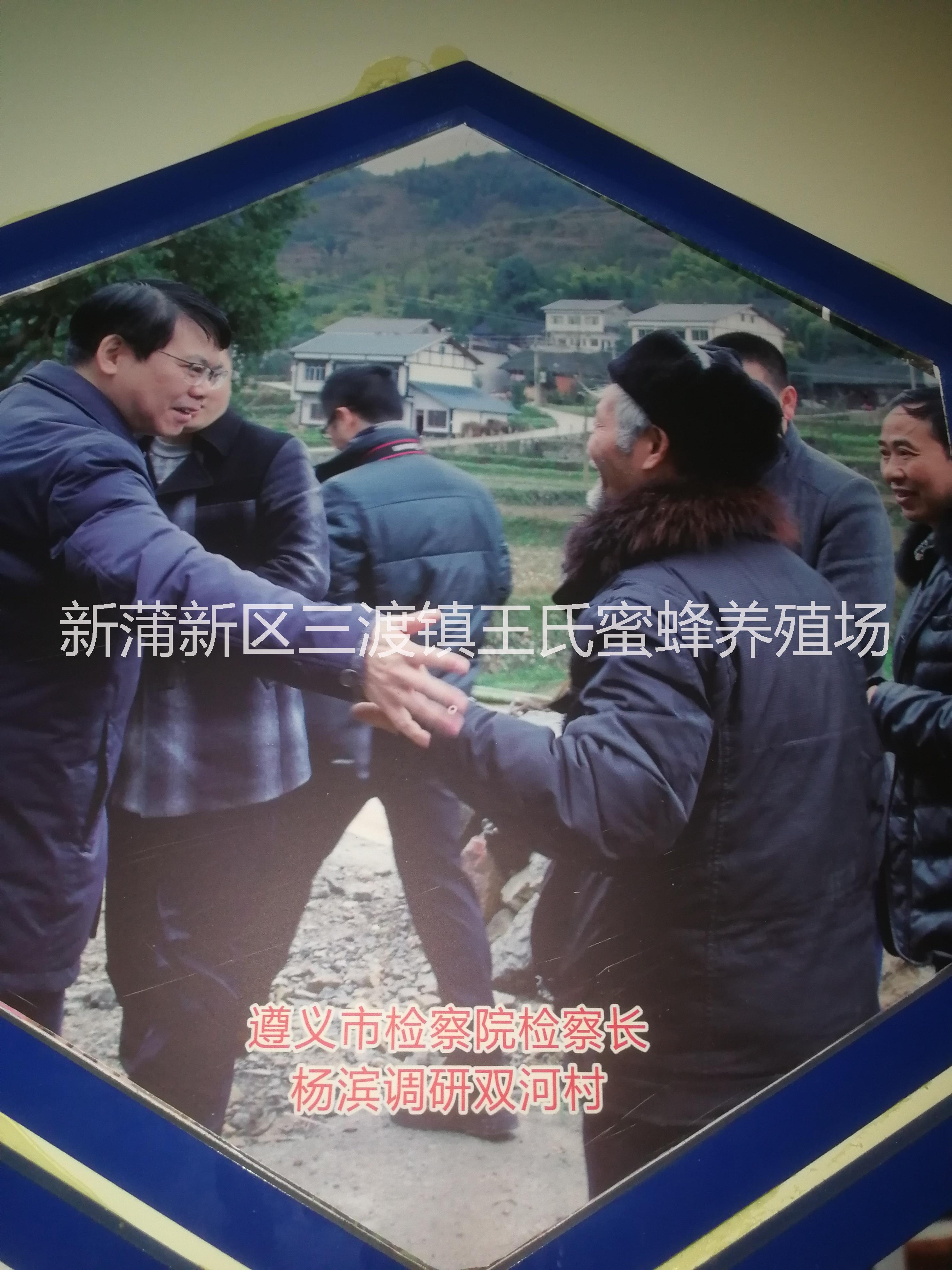 遵義中蜂圖片/遵義中蜂樣板圖 (4)